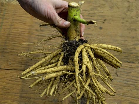 Image result for Hibiscus Plant Root System