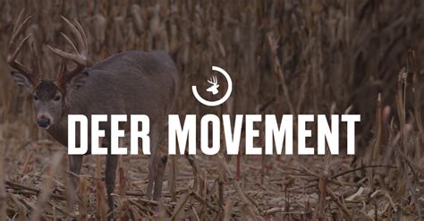 Deer Movement Forecast for Better Planning | onX Hunt