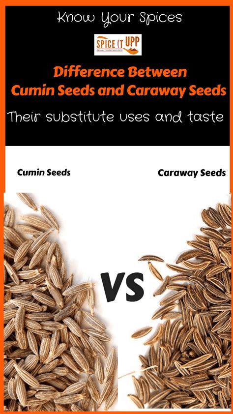 Caraway Seeds In Hindi