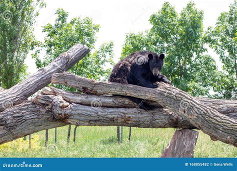 Bear Country South Dakota stock photo. Image of country - 168855482