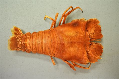 A behind-the-scenes look at our crustacean collection | Western ...