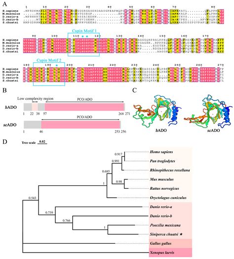 Oxygen-Sensing Protein Cysteamine Dioxygenase from Mandarin Fish ...