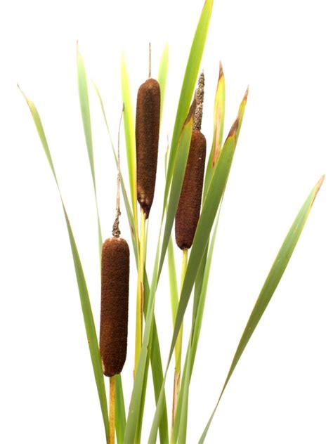 Growing Cattail Plants and Cattail Control | Gardening Know How