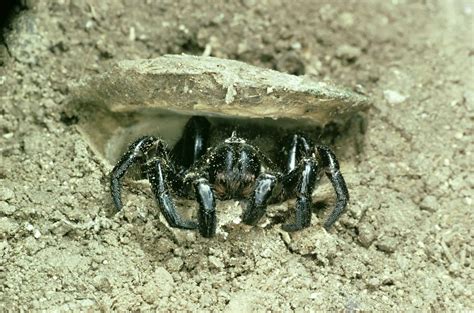 Ctenizidae Trapdoor Spiders