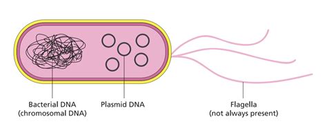 Cloning Vector Examples 的图像结果