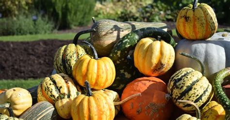 Kew Specialist Certificate in Kitchen Garden Production | Kew