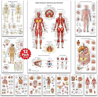 THE ART OF SCIENCE 12 Human Anatomy Posters - Medical Posters, India | Ubuy