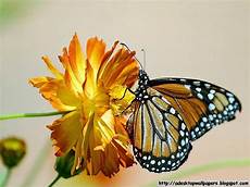 Butterfly Home Screen Nature Wallpaper by Beautiful Butterfly Wallpapers For Desktop Wallpapersafari Butterfly Home Screen Nature Wallpaper
