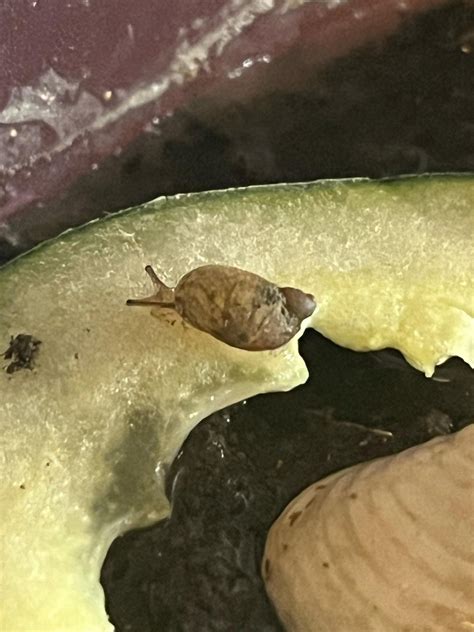 Pet Snail Tank 的图像结果