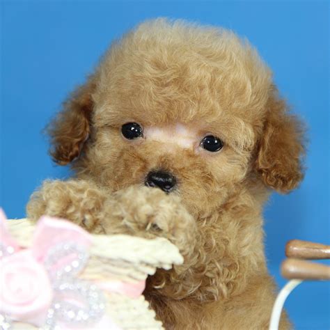 纯种泰迪犬幼犬狗狗出售 宠物泰迪犬可支付宝交易 泰迪/贵宾 /编号10031100 - 宝贝它