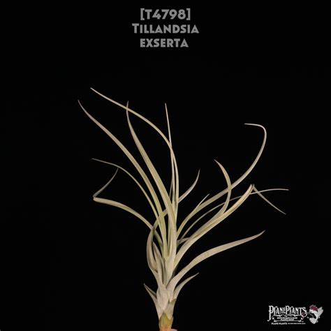 【reserved】exserta〔エアプランツ〕現品発送T4798 | plane plants
