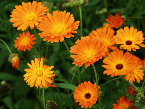 Calendula Oil Uses for Skin Care