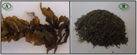 Green Biosynthesis and Characterization of Magnetic Iron Oxide (Fe3O4 ...