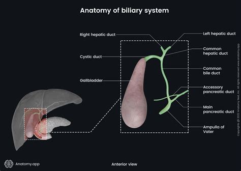 Gallbladder and biliary tree | Anatomy.app