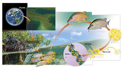 Organization of Organism Pic 的图像结果