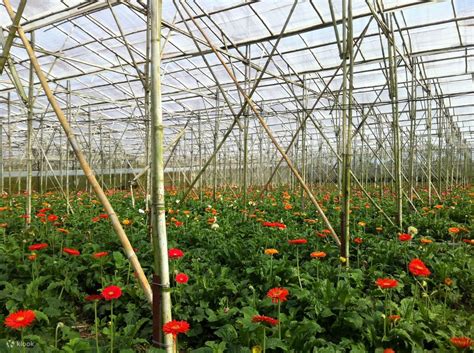 Private Pongour Waterfall and Countryside Day Tour in Da Lat, Vietnam ...