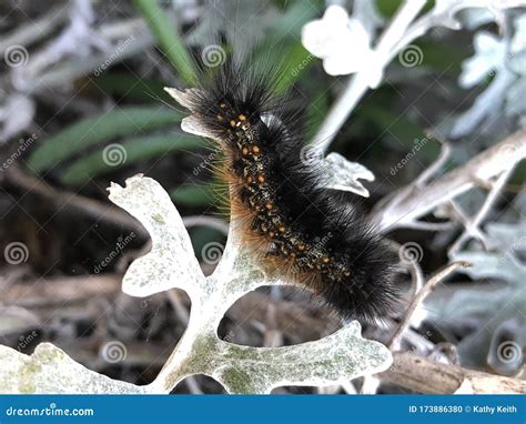 Salt Marsh Caterpillar