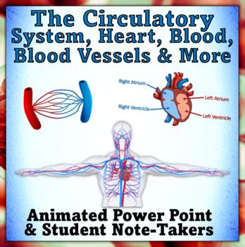 Image result for Circulatory System Animation