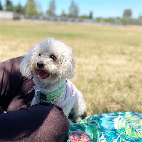 ABORN PET CLINIC - San Jose CA - Hours, Directions, Reviews - Loc8NearMe