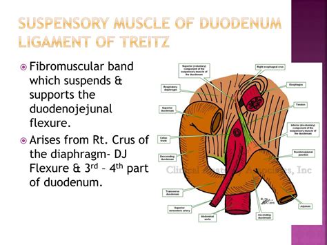 PPT - The Duodenum PowerPoint Presentation, free download - ID:8982225