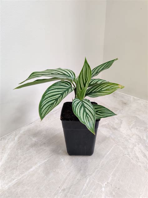 Buy Calathea Vittata Compact Plant Online India | Rare Calathea Plant ...