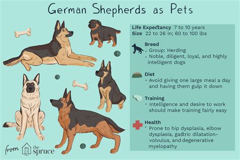 Distinctive Features German Shepherd 15 Fun Facts About The Blue
