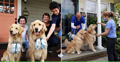 Meet Buddy And Barley, The 'Brew Dogs' Bringing Joy & Beer To Customers ...