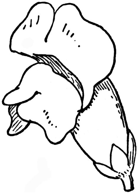 Image result for Snapdragon Snippets Design Tutorial