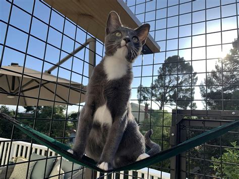 Cat Fences | Safe Cat-Proof Fences | Habitat Haven