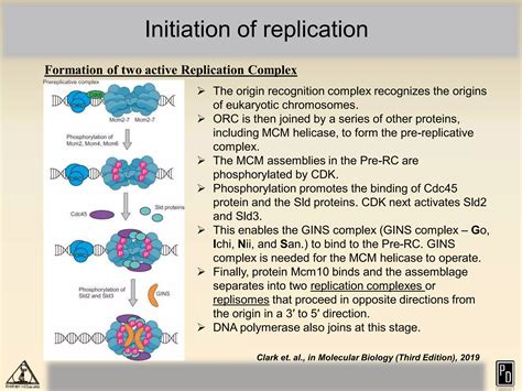1768816628DNA replication in eukaryotes.pdf