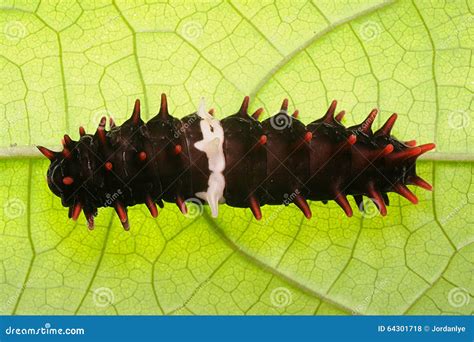 Pipevine Swallowtail Caterpillar Stock Photo - Image of metamorphosis ...