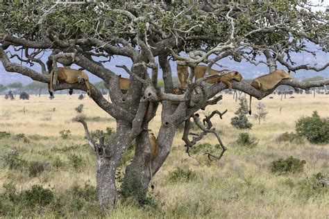 Animal Collective | Nature inFocus