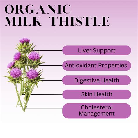 What is Milk Thistle Tea? History, Benefits, & More – Full Leaf Tea Company