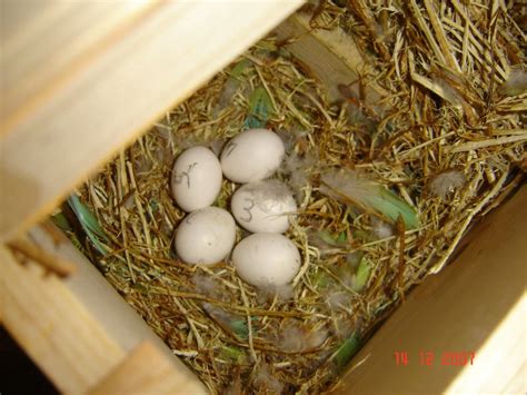 Image result for Elevage Inseparable Conseils