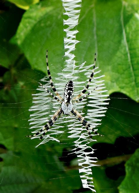 When Spiders Write | Lagniappe