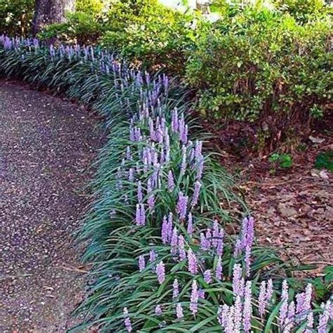 Super Blue Liriope Ground Cover Mass Bedding Erosion Control - Etsy