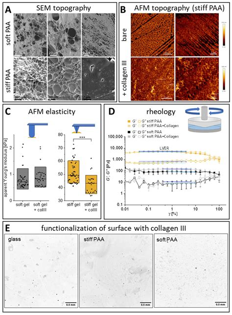 Mimicking the Liver Sinusoidal Endothelial Cell Niche In Vitro to ...