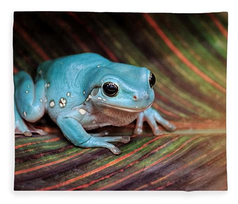 Snowflake Dumpy Tree Frog 的图像结果