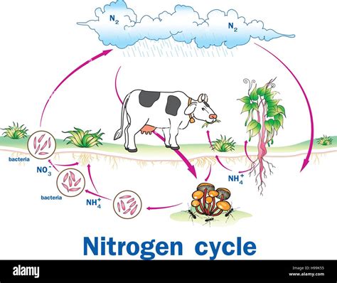 Vector illustration of Nitrogen Cycle Stock Vector Image & Art - Alamy