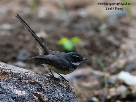 White-throated Fantail ,ટપકીલી નાચણ