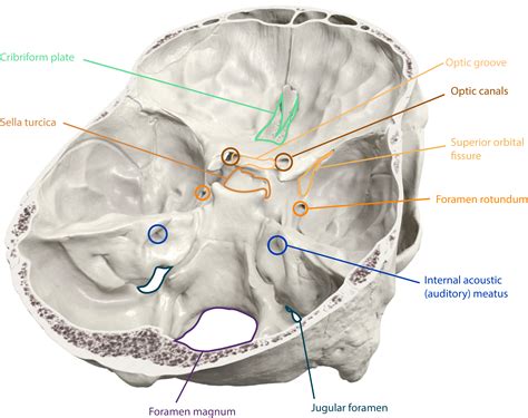 Internal Auditory Meatus Skull