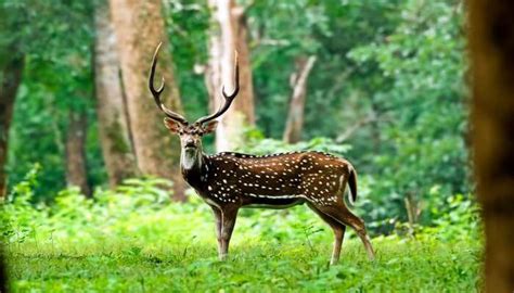 7 Wildlife Sanctuaries Near Hyderabad That Are Worth Every Penny!