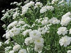 grossista fiori fiore della nebbia velo di sposa gypsophila paniculata grossista fiori fiore della nebbia velo di sposa gypsophila paniculata