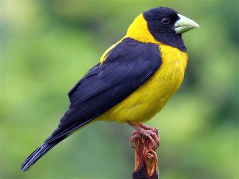Black-and-yellow Grosbeak - eBird