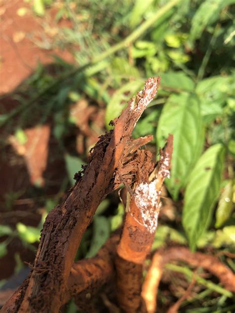 Image result for Root Rot Plum Tree