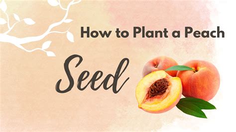 How to Plant a Peach Seed - Mehrabyan Nursery