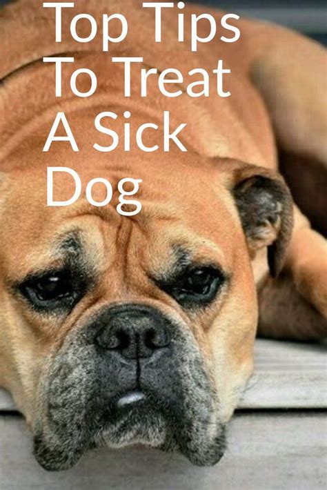 Top Tips To Treat A Sick Dog