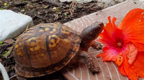 Image result for Box Turtle Homes