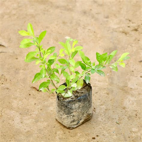 Golden Duranta hedge plant | 3 inch nursery bag – Eazy Garden