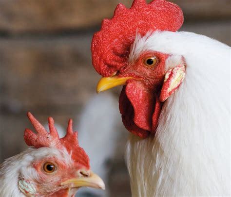 Nutritional Interventions to Improve Fertility in Male Broiler Breeders - nutriNews, la revista ...